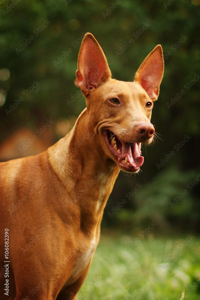 red dog of breed Pharaoh hound