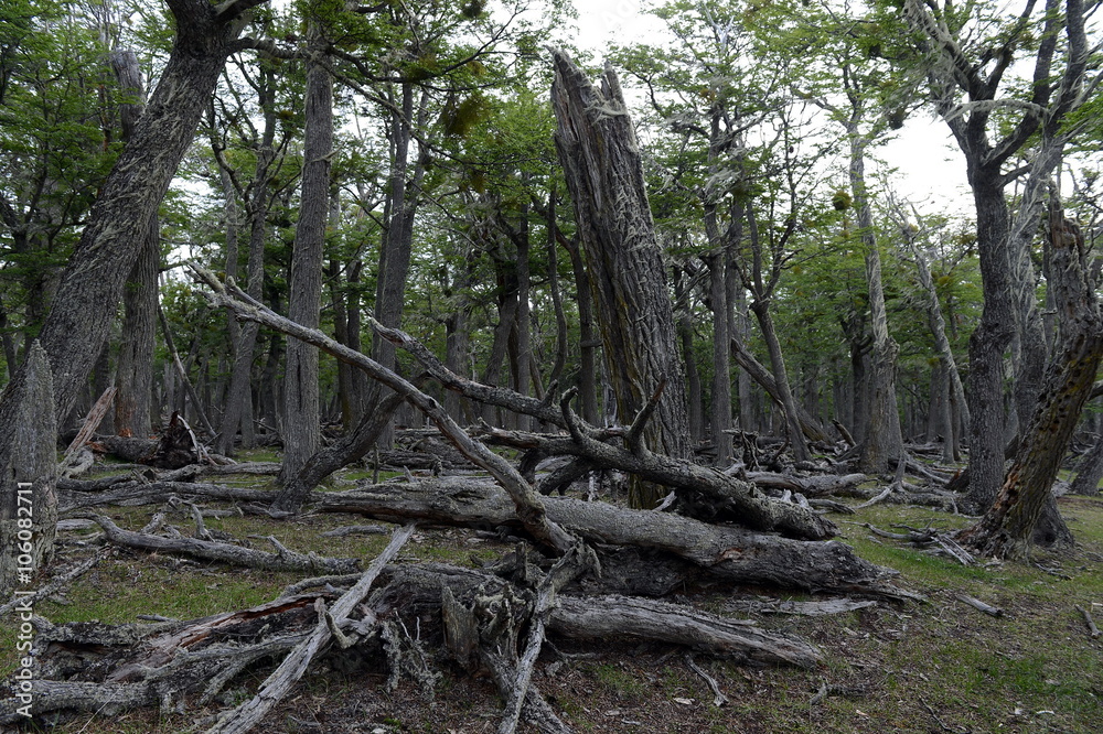 Fallen trees on the shore of Lago Blanco. Fallen trees on the shore of Lago Blanco.