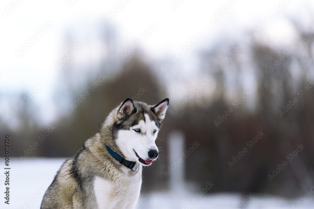 Thoroughbred dog similar to a wolf.