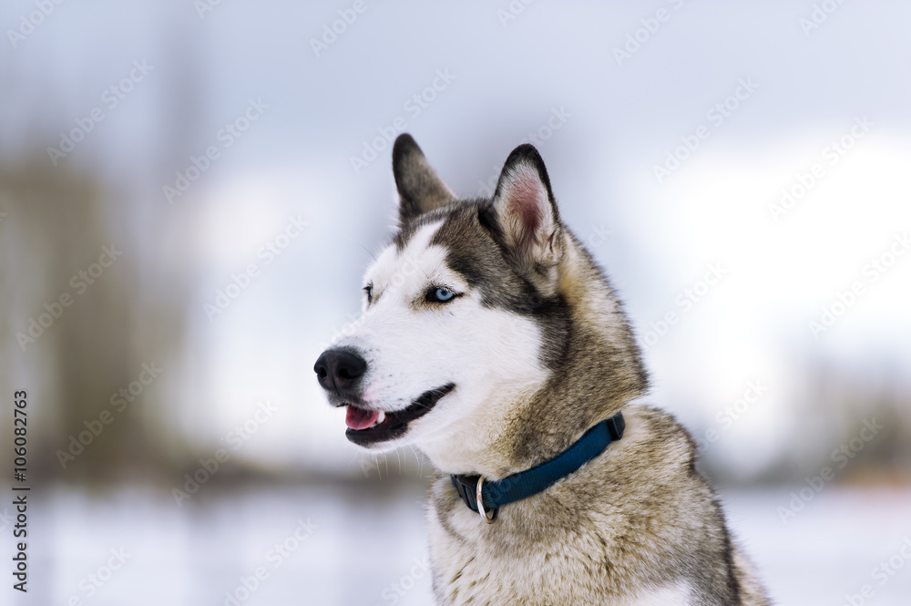 Thoroughbred dog similar to a wolf.