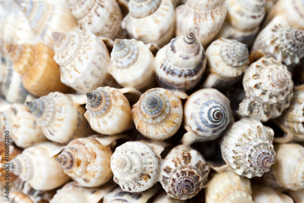 glued together shells glued together shells