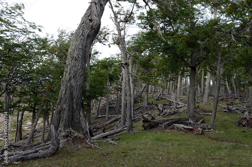  Fallen trees on the shore of Lago Blanco. 