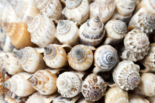 glued together shells 