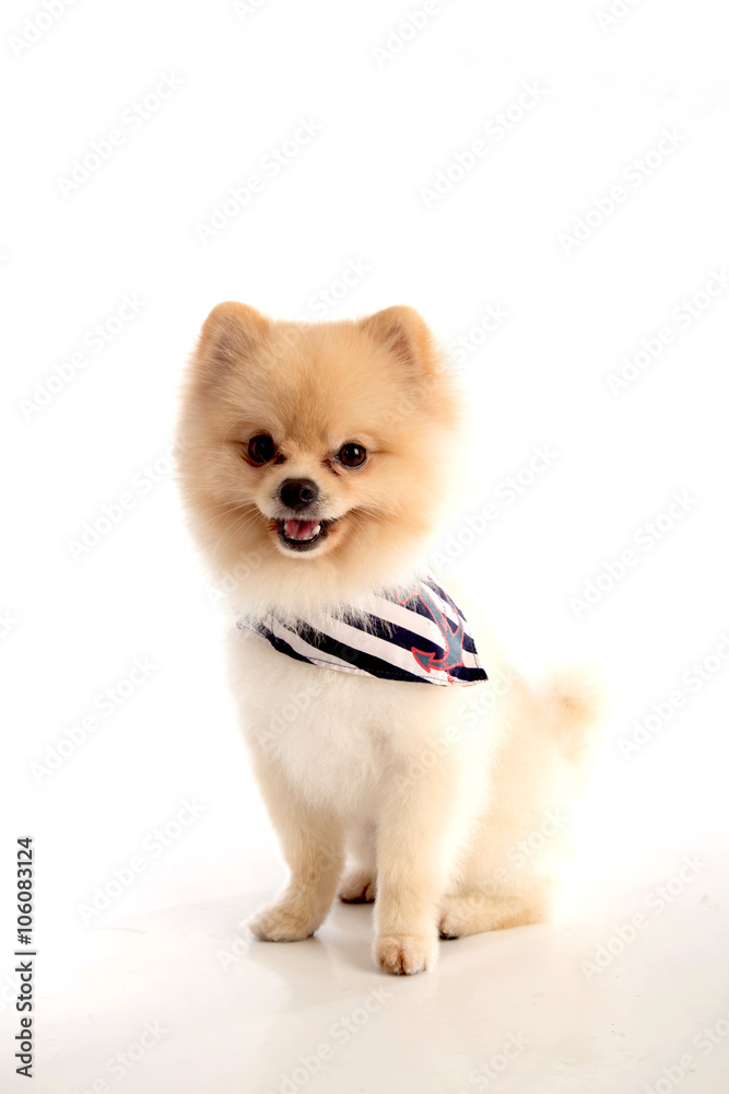 soft,pomeranian dog short hair on white background