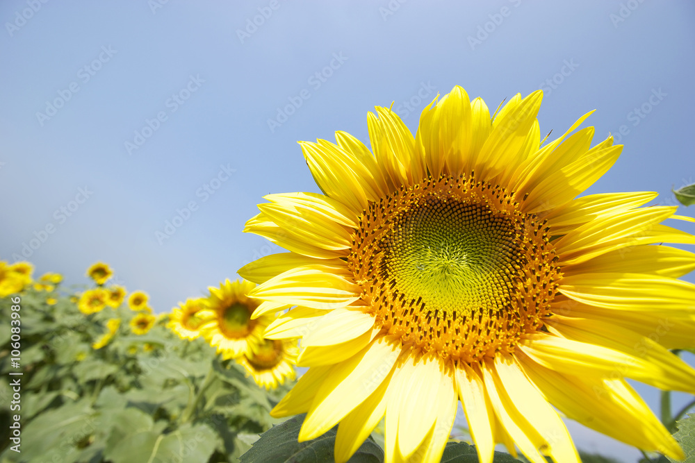 大きなひまわりの花