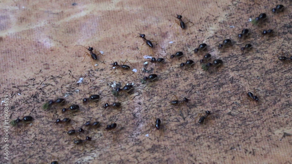Termites march along the forest floor in the jungle of khao Yai National Park, Thailand.
Termites march along the forest floor in the jungle of khao Yai National Park, Thailand.