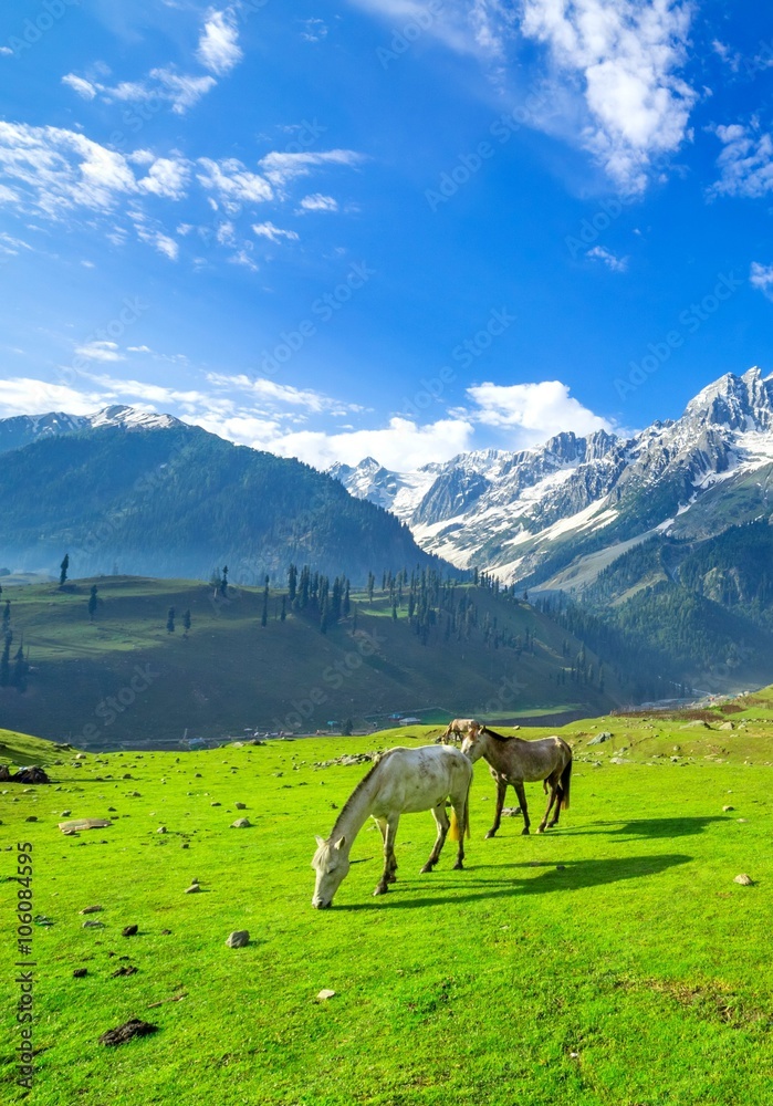 Horses Grazing on a Hill,kashmir