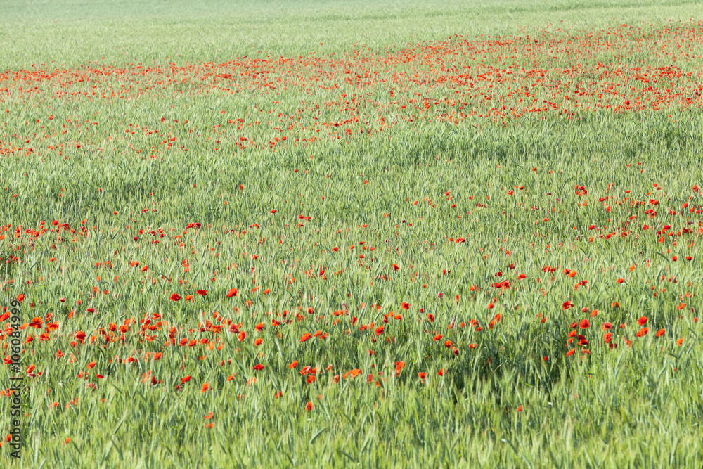 Poppy in the field  