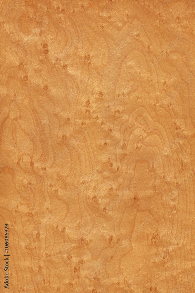 timber grain of Bird's eye maple, Acer saccharum