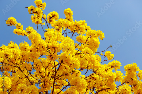 Yellow tabebuia flower blossom photo