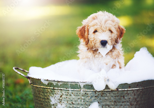 Adorable Cute Golden Retriever Puppy