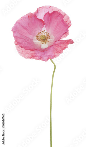 Fototapeta Naklejka Na Ścianę i Meble -  poppy