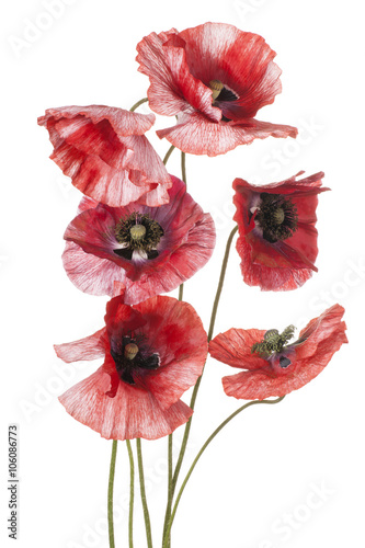 Fototapeta Naklejka Na Ścianę i Meble -  poppy