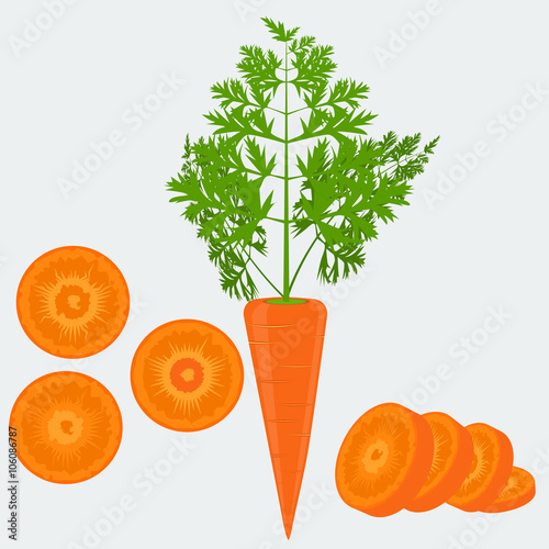 Vegetable organic food flat color design fresh carrot and sliced