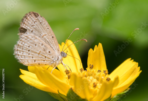 butterfly on the flower © praphab144