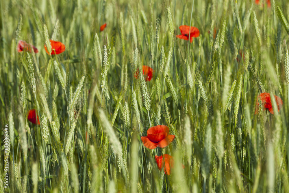 Fototapeta premium Poppy in the field 
