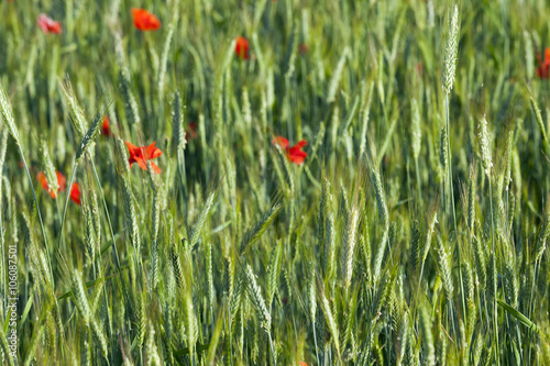 red poppies. summer 