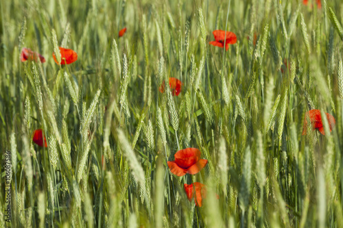 Poppy in the field 