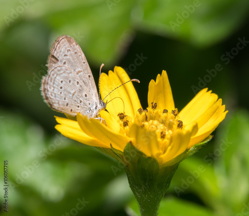 butterfly on the flower © praphab144
