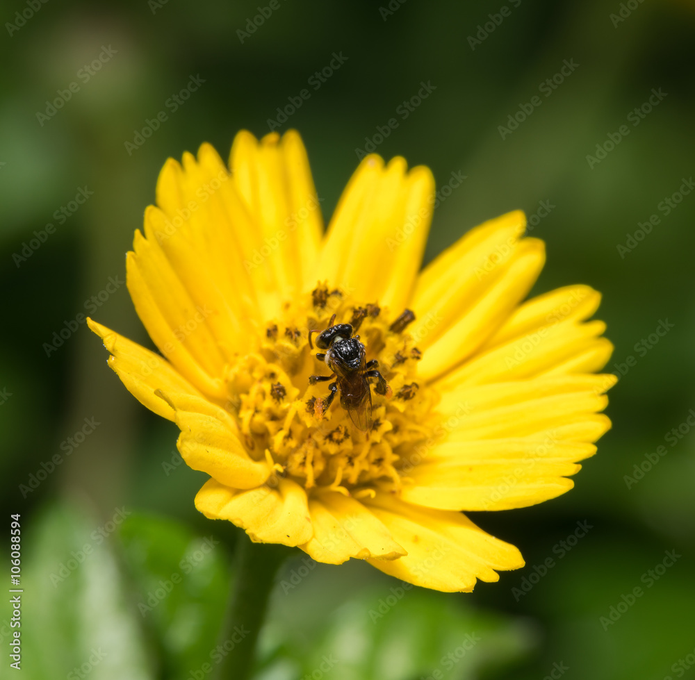 Obraz premium bee on the flower