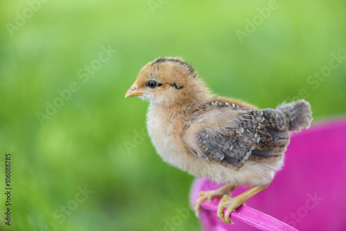 Little chick © Marek Walica
