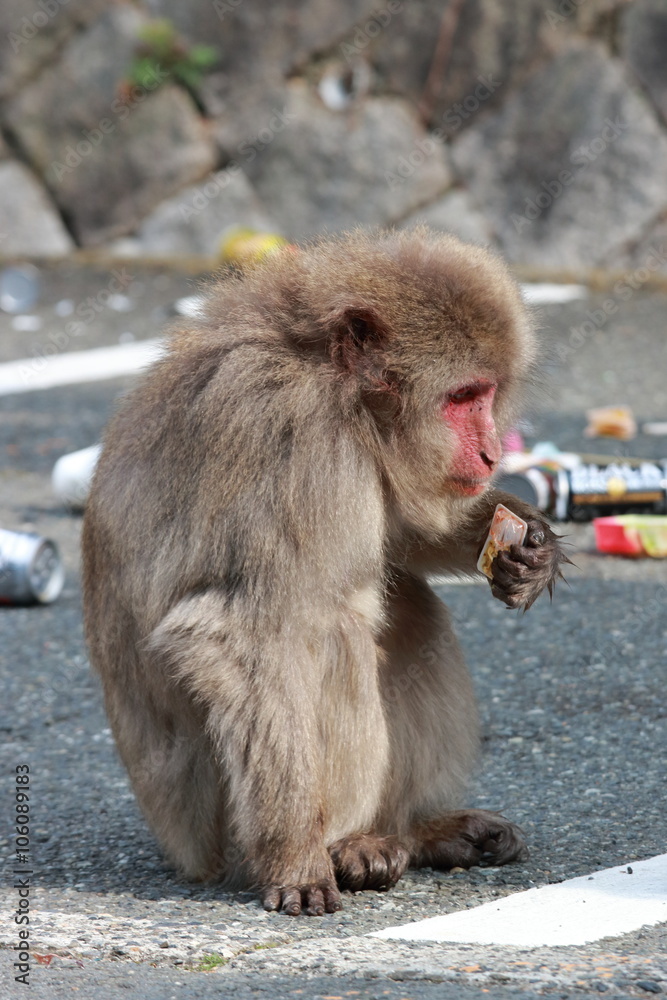 Naklejka premium Meiji no Mori Minō Quasi-National Park