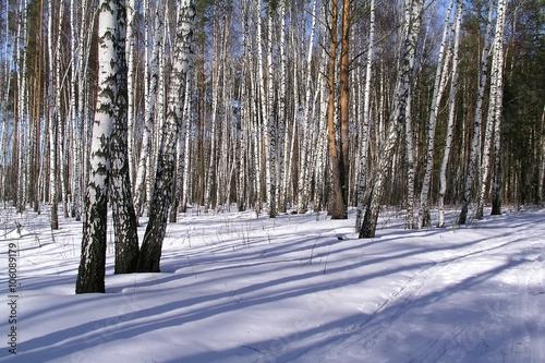Winter in the birch forest