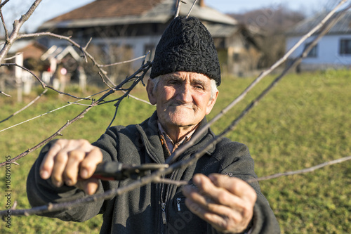 Old farmer trimming trees in his orchard