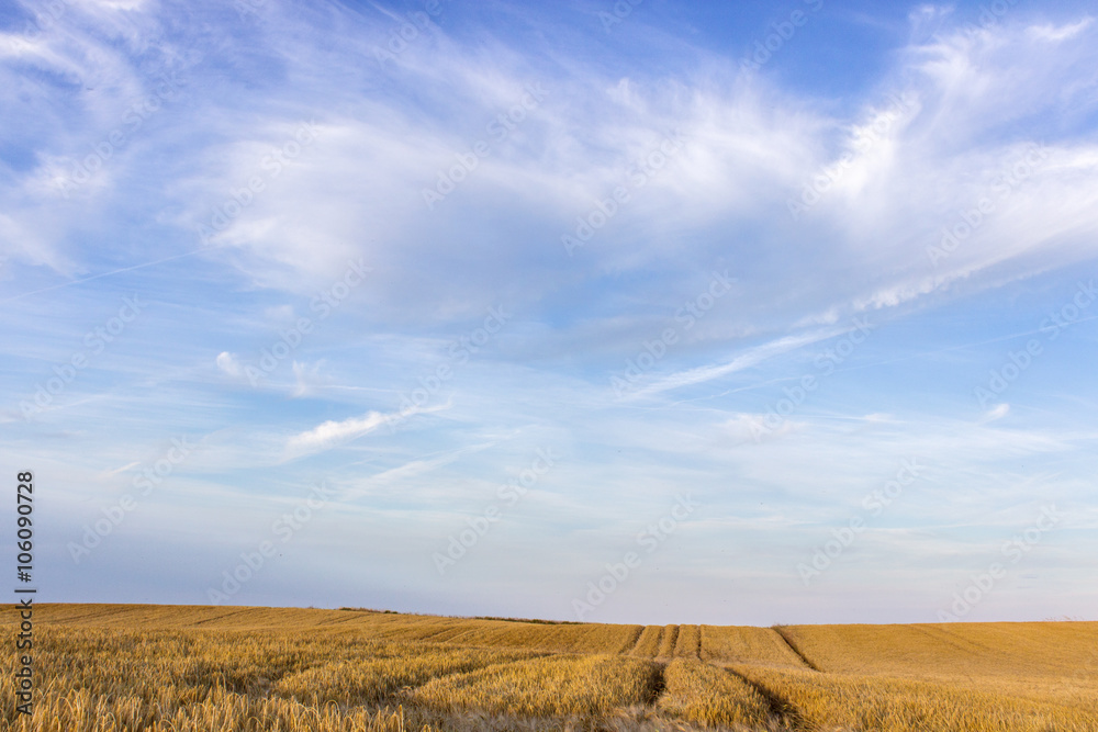 field of grain / Landscape with field of grain