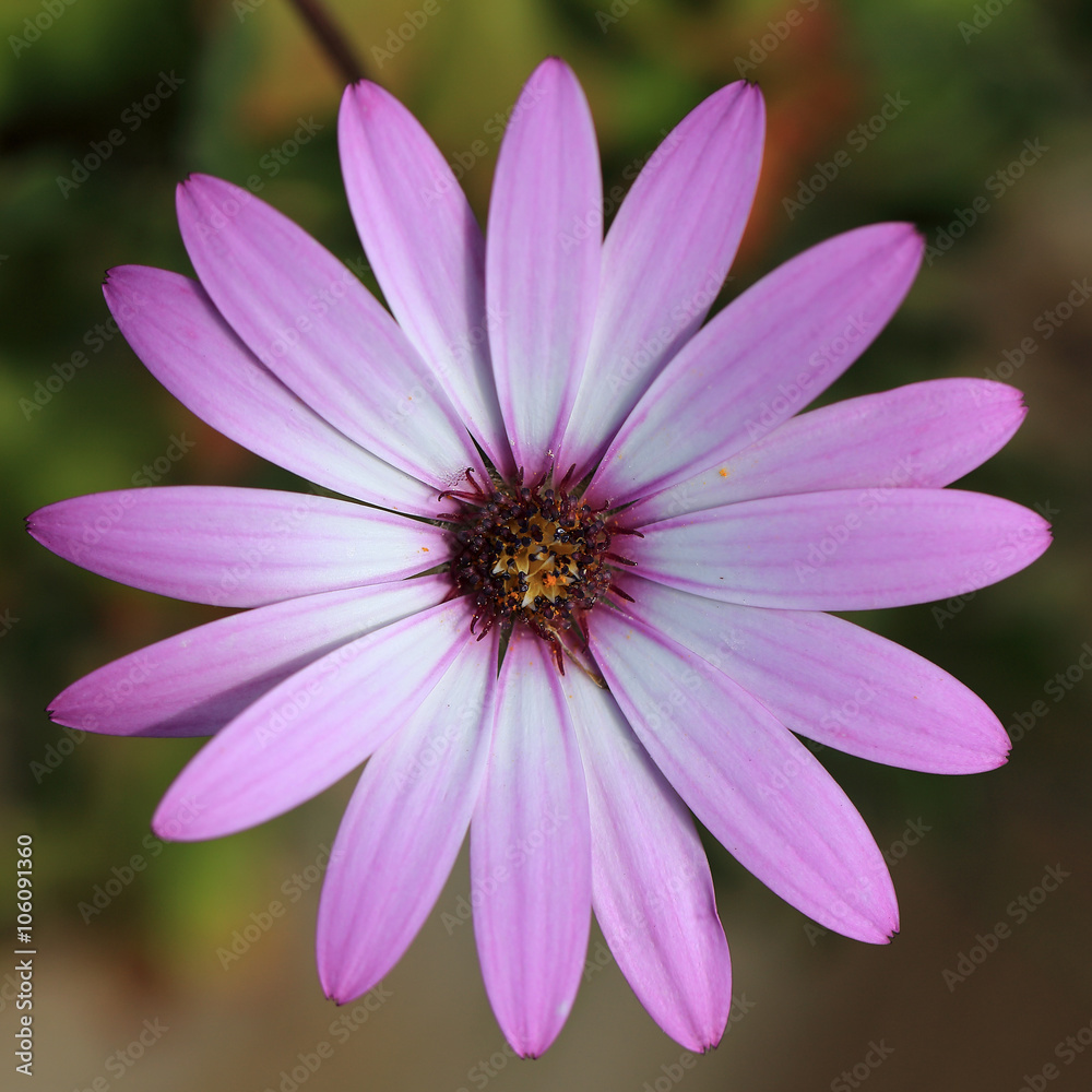 African Daisy flower (Osteospermum sp), Morrab Gardens, Penzance, Cornwall, England, UK.