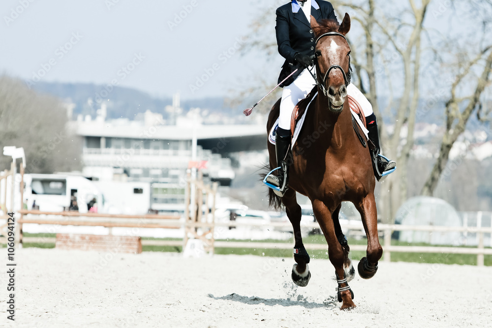 équitation cheval cavalier concours saut obstacle hippique équitation cheval cavalier concours saut obstacle hippique