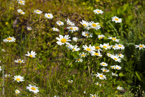 Chamomile flowers in the garden in summer