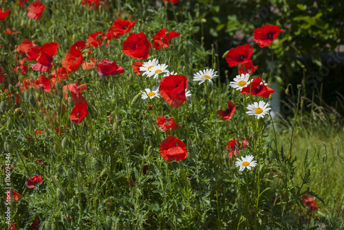 A lot of red poppies and small daisy flowers