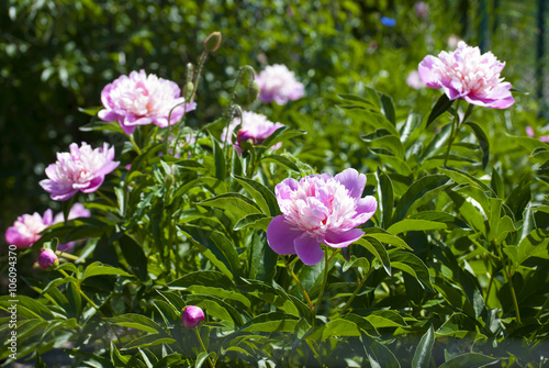 Pink peonies in a garden