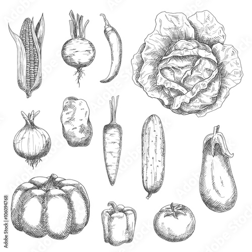 Sketches of corn and tomato, potato and carrot, cabbage and onion, cucumber and beet, chilli and bell peppers, eggplant and pumpkin vegetables. For kitchen accessories, recipe book, agriculture design