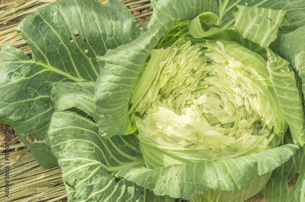 Fototapeta premium close-up of fresh cabbage in the vegetable garden