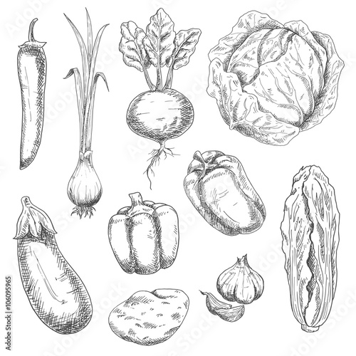 Farm fresh crunchy cabbages, bell peppers and beet, potato, pungent garlic and green onion, eggplant, hot cayenne pepper vegetables sketch drawing icons. Nice as agriculture and vegetarian food design