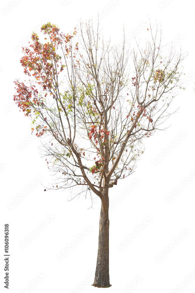 Naklejka premium Tree isolated on white background