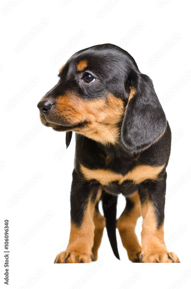 Adorable puppy breed Slovakian Hound