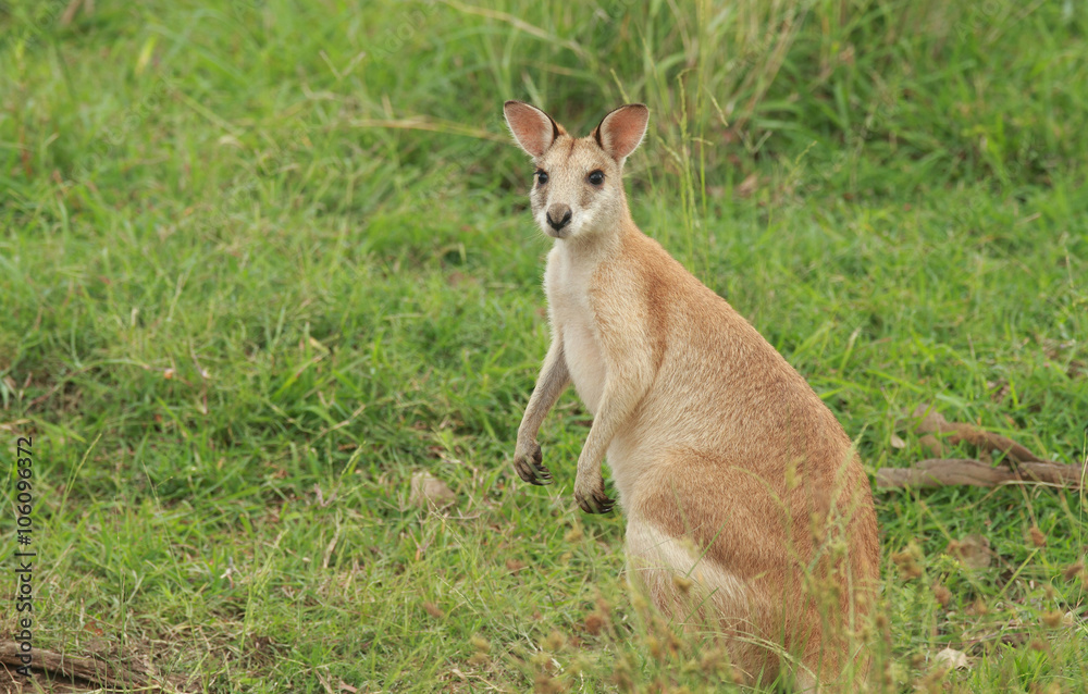Cute Australian wallaby