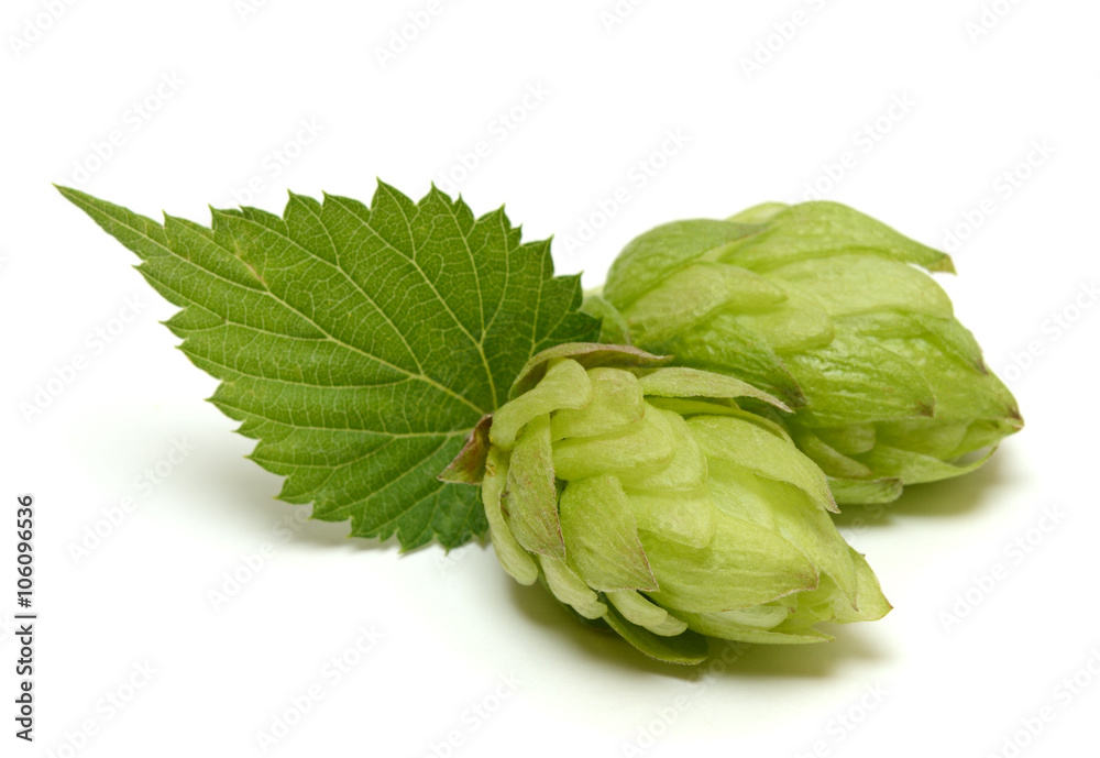 Hop cone isolated on white background Hop cone isolated on white background