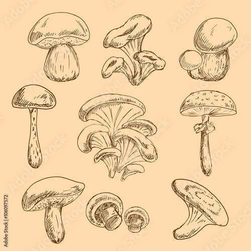 Sketches of forest chanterelles and boletus, oysters and champignons, shiitake and dangerous amanita mushrooms. Old fashioned recipe book or kitchen interior accessories design