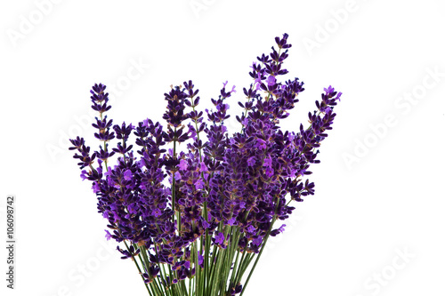 Lavendel vor wei  em Hintergrund