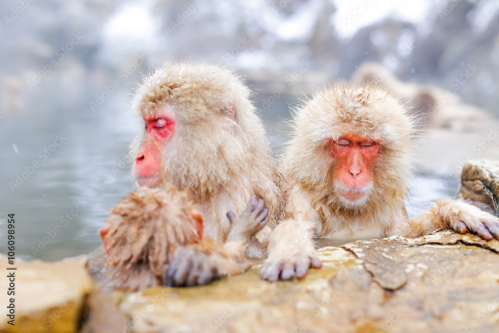 Naklejka premium Japanese snow monkey bathing in hot spring 