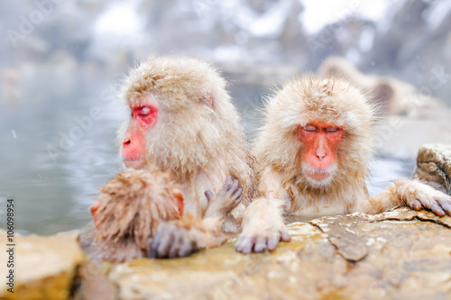 Japanese snow monkey bathing in hot spring   © Hajime