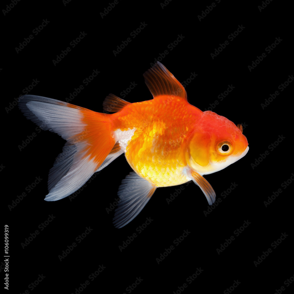 goldfish isolated on black background goldfish isolated on black background