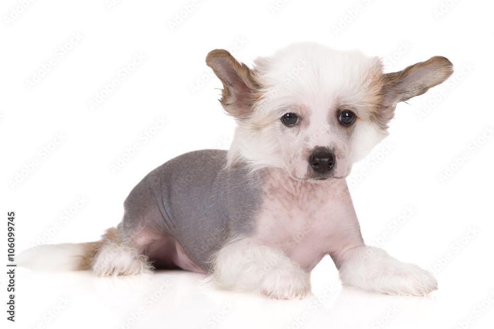 white chinese crested puppy lying down