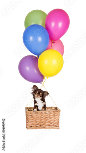 Fototapeta Naklejka Na Ścianę i Meble -  chihuahua dog in a basket flying with air balloons