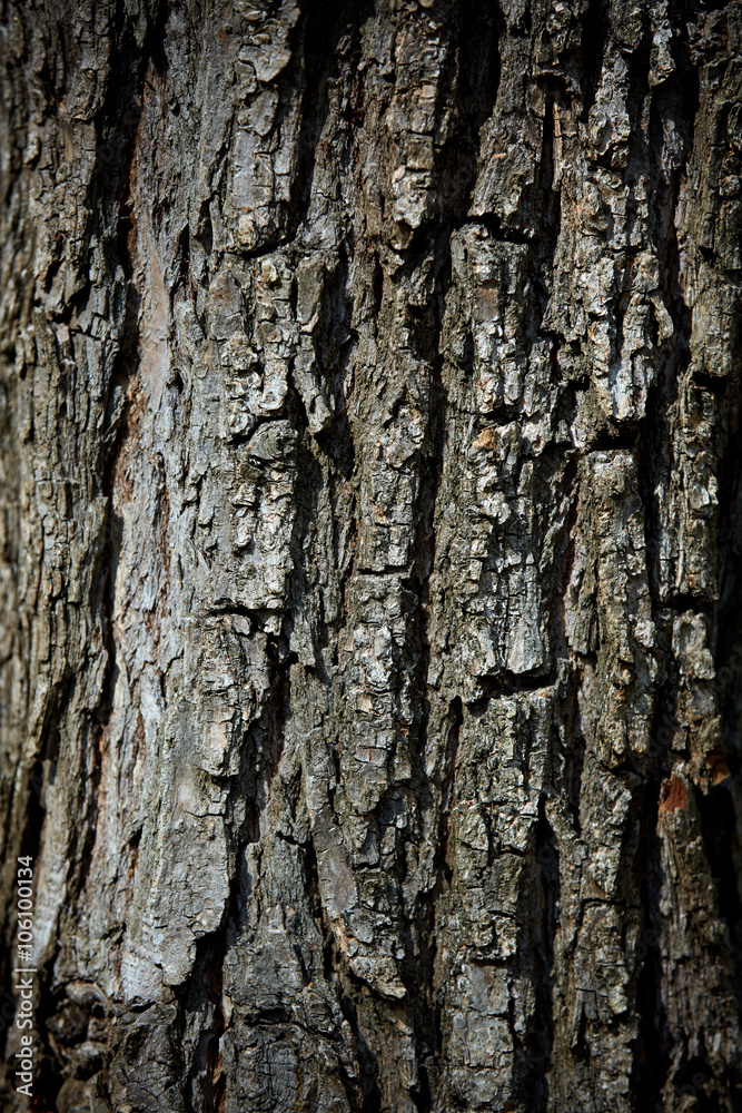 old tree bark old tree bark