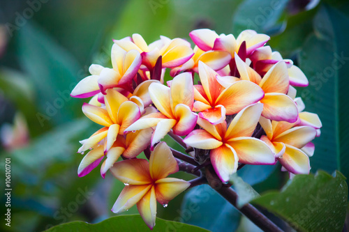 Fototapeta Naklejka Na Ścianę i Meble -  Plumeria flowers 